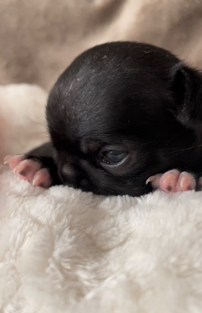 chiot Chihuahua des Curiosites Divines