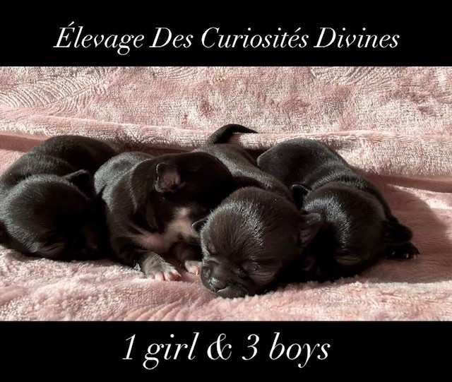 des Curiosites Divines - Chihuahua - Portée née le 31/10/2021