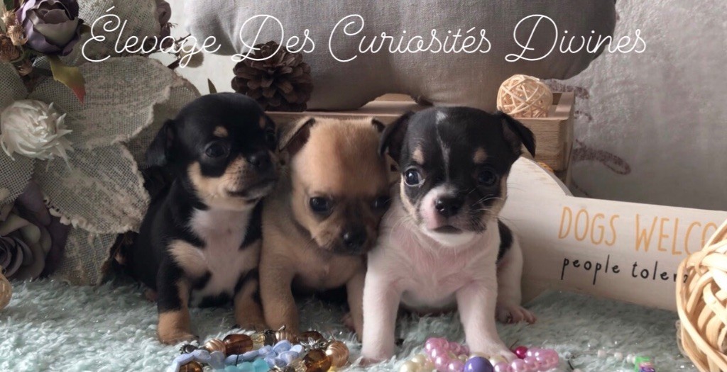 des Curiosites Divines - Chihuahua - Portée née le 10/08/2021