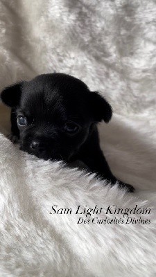 SAM LIGHT KINGDOM