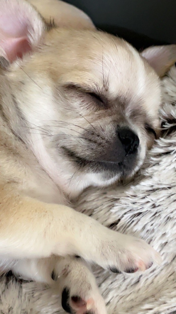 MALE DISPONIBLE