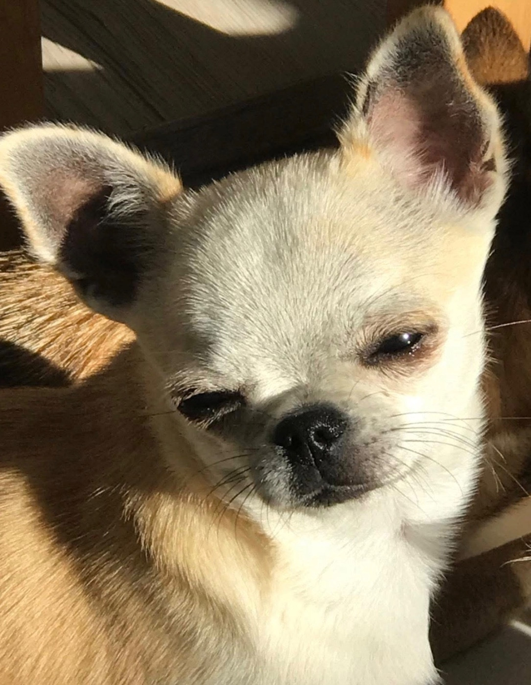 des Curiosites Divines - Chiots disponibles - Chihuahua