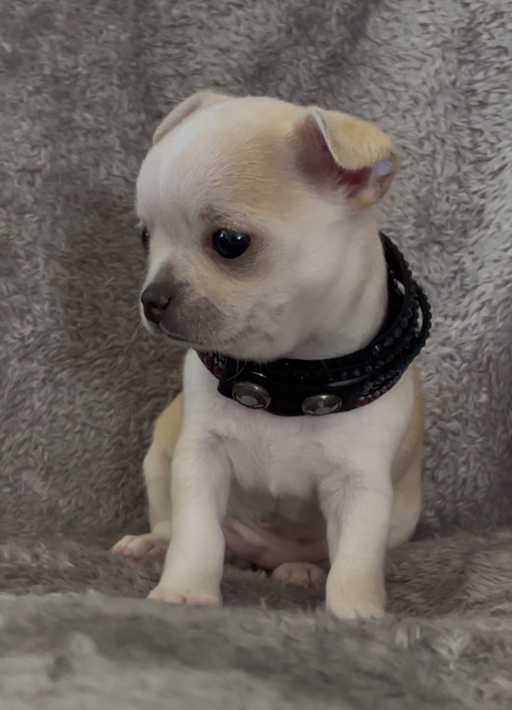 des Curiosites Divines - Chiots disponibles - Chihuahua