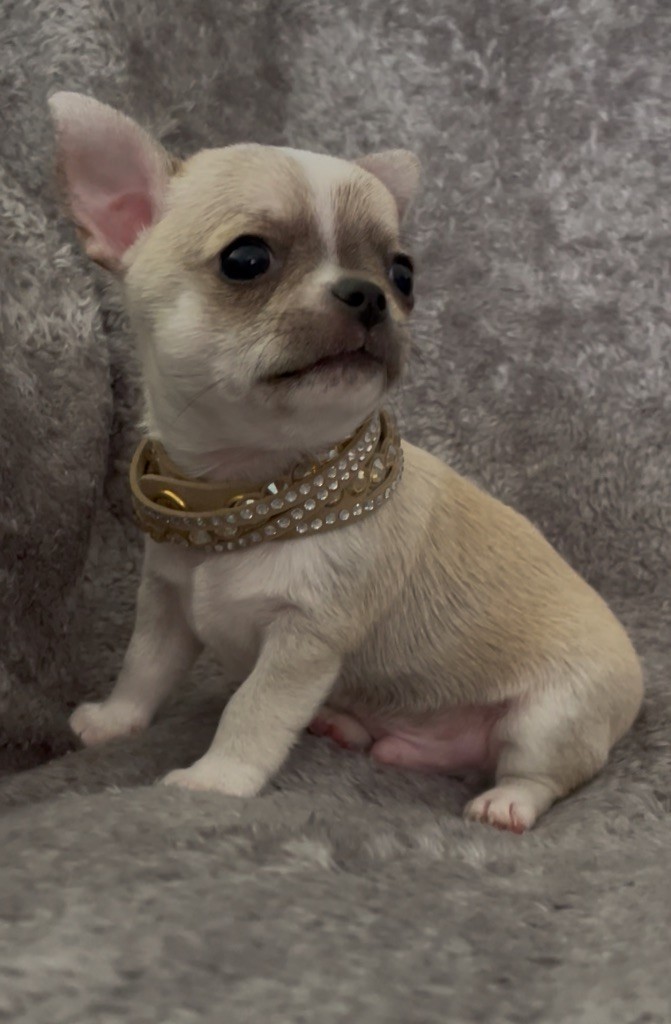 des Curiosites Divines - Chiots disponibles - Chihuahua