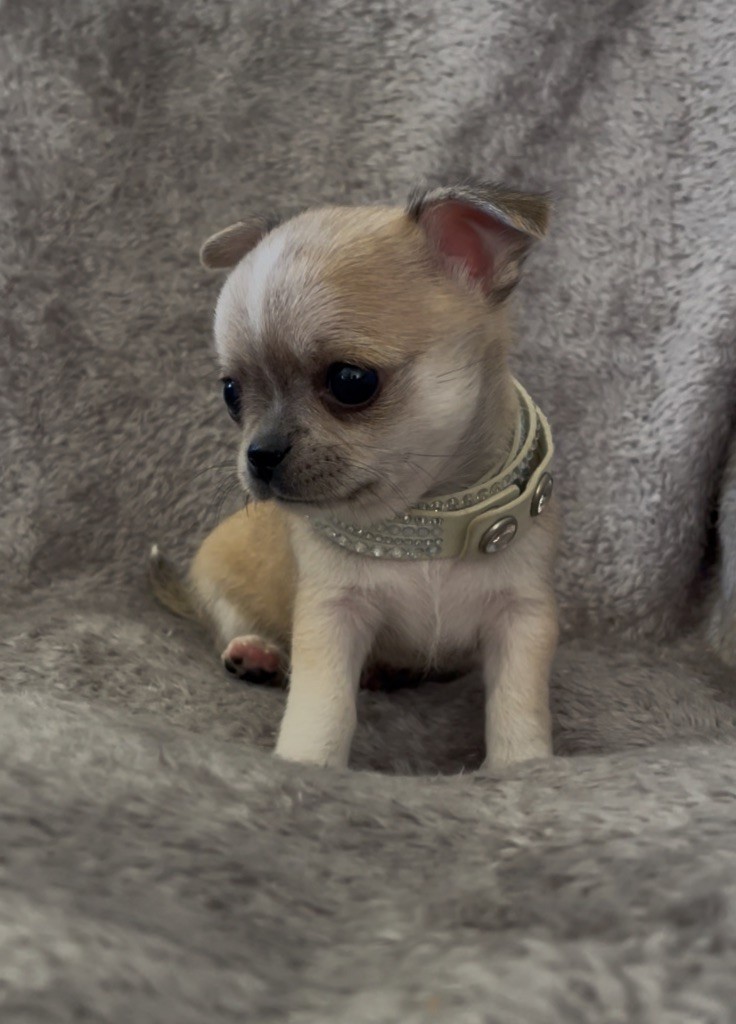 des Curiosites Divines - Chiots disponibles - Chihuahua